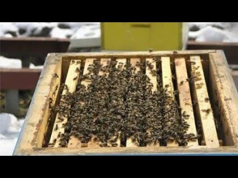 Видео: Асалариларнинг кишлов даврини сунги палласда назорат килиш