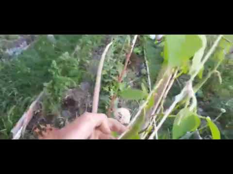 Видео: Фасоль на .... клумбе! Часть 1. 72 серия.