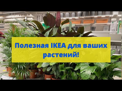 Видео: IKEA. Полезности для растений.