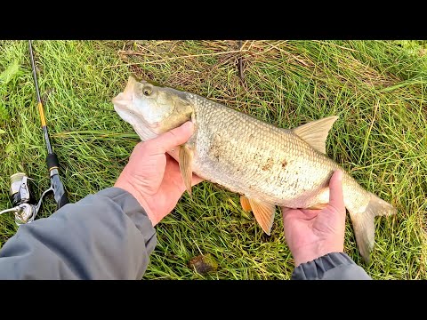 Видео: ТРОФЕЙНЫЙ ГОЛАВЛЬ и ЩУКА на СПИННИНГ! Осенняя рыбалка на реке Вятка