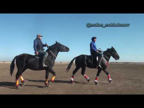 Видео: Астана каласы Нур Ломбард Дос Мырзанын елден бата алу кокпары. Астана көкпар 17 10 2021