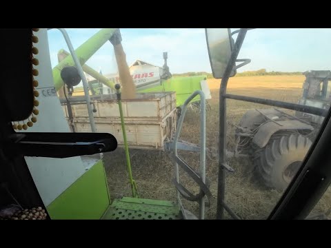 Видео: CLAAS MEGA. Убираем просо.