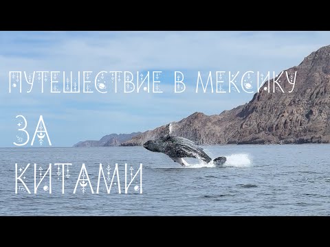 Видео: Как погладить кита