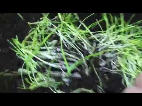 Видео: Солома готова к употреблению, закладка соломы/Разведение червя дендробена