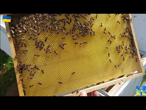 Видео: Розширення бджолородин вощиною 💪🐝