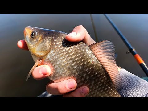 Видео: Из-под КОРЯГИ!! ЛИНЬ, и КАРАСЬ НА ЧЕСНОК!! Рыбалка весной на ПОПЛАВОЧНУЮ УДОЧКУ!!