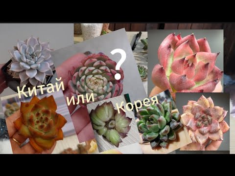 Видео: любимые суккуленты 😄 Китай или Корея?новенькие -старенькие.#succulent