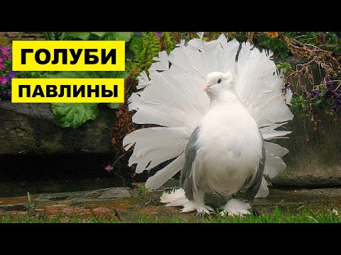 Видео: Голуби павлины особенности и описание породы