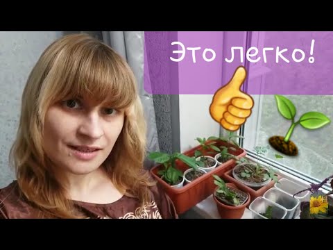 Видео: Комнатные растения. Укоренение лесных кактусов.🌵 Шлюмбергера (декабрист), хатиора, рипсалидопсис.