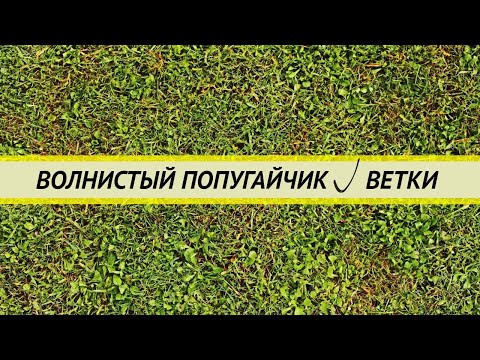 Видео: Волнистый попугай. Ветки: какие нужны, какие можно, как собирать, как обрабатывать.