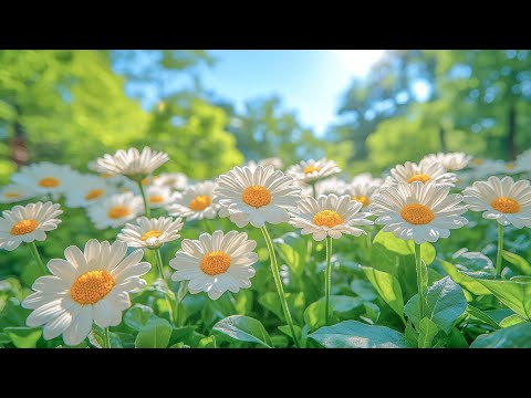 Видео: Волшебные цветы и музыка помогают восстановиться🌷погрузиться в мир тишины и спокойствия