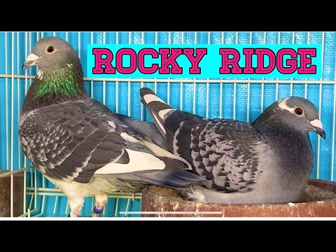 Видео: Обновление «Спортивные голубиные навыки» и «Разведение гоночных голубей»