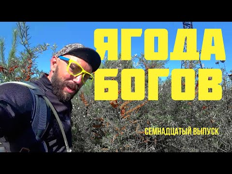 Видео: Пермь-Владивосток на велосипеде. Семнадцатый выпуск. ОБЛЕПИХА, убегаю от непогоды. #велопутешествие