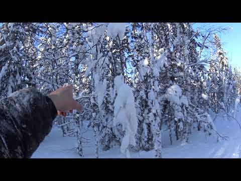 Видео: проверка капканов