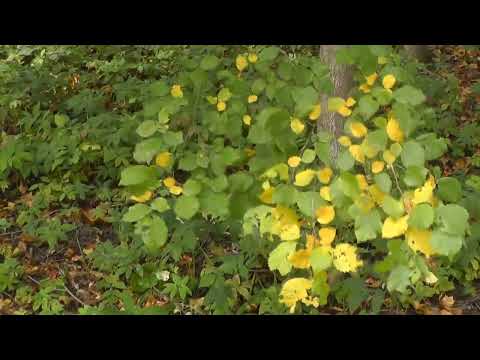 Видео: Гатчина, Tom Salvatori & Chris Spheeris