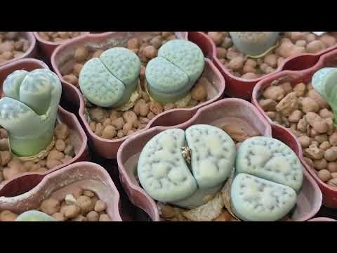 Видео: литопсы зимой. поливать или не поливать. 15.12.2024