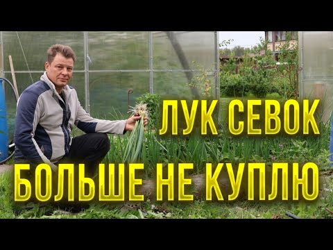 Видео: Хватит покупать дорогущий севок   из семян вырастает не хуже