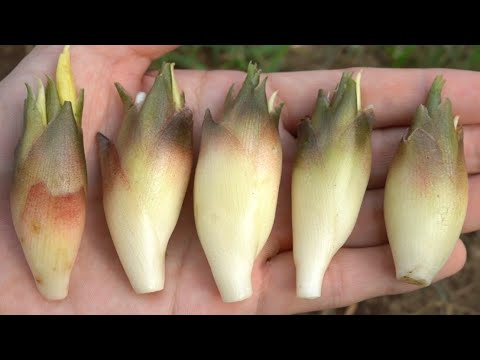 Видео: Как вырастить крупный японский имбирь