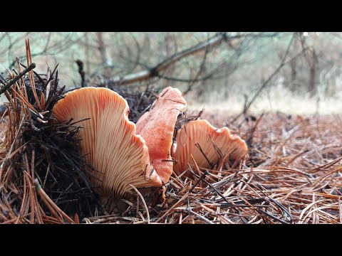 Видео: РЫЖИКИ В НОЯБРЕ ! ГРИБ ПАРУС ! ГРИБЫ ЗОНТИКИ ФИНАЛ ! РЫЖИКИ ТУШЁНЫЕ В СЛИВКАХ ! Рецепт ! Грибы 2020!