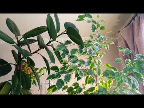Видео: уход и пересадка фикуса эластика и бенджамино