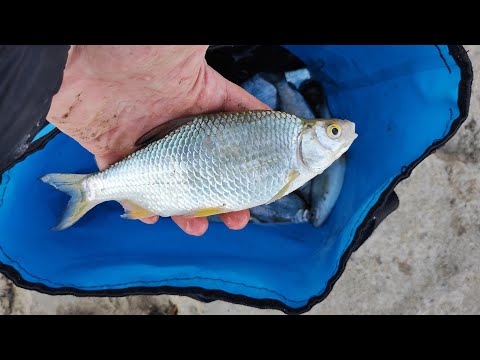 Видео: Рыбалка на Кубани! Новое место, старый друг. Любительская рыбалка.