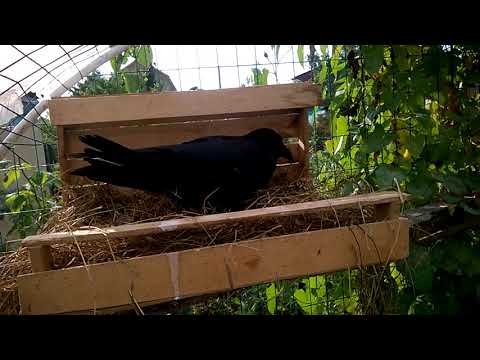 Видео: Ворон-Вася. Август 2018 г.