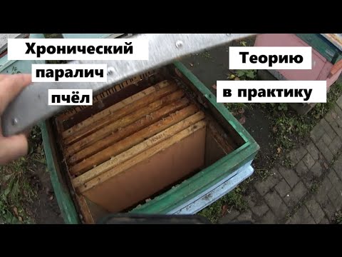 Видео: Практическое применение научных знаний о вирусах пчёл.