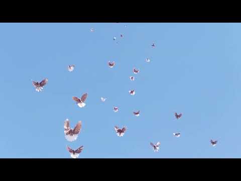 Видео: Николаевские голуби.9 октября мои красные.