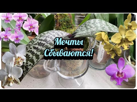 Видео: Интерьерная посадка орхидеи! Первые, неожиданные цветоносы #орхидеи 