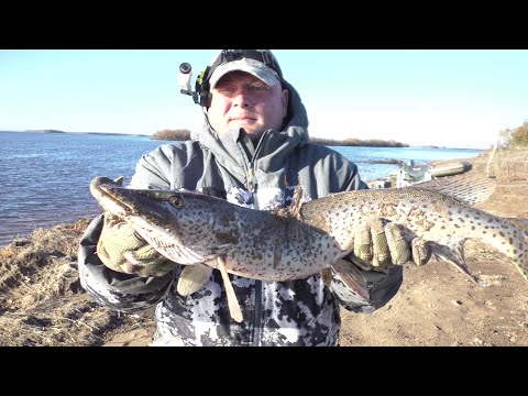 Видео: Осенняя рыбалка, от щуки нет отбоя!
