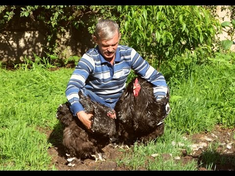 Видео: Племенная работа с родительским стадом кур. Советы от Сергея Матрипула