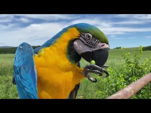 Видео: #попугай #попугайчики #попугайара #рокки
