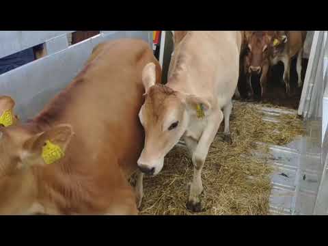 Видео: Нетели Джерси из Дании