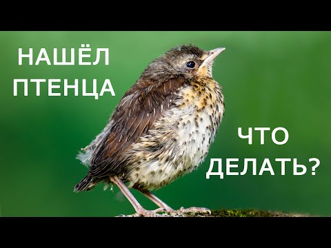 Видео: Птенцы каких птиц (не)нуждаются в помощи?