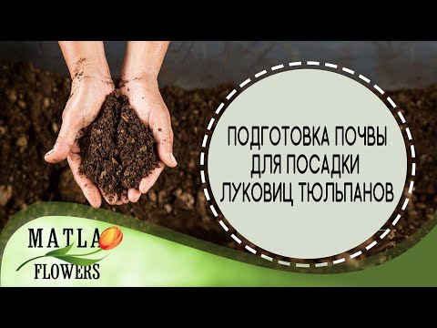 Видео: Подготовка почвы для посадки луковиц тюльпанов