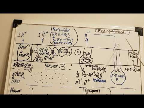 Видео: Цепь переноса электронов(дыхательная цепь)
