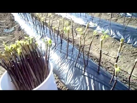 Видео: Посадка привитых черенков винограда в школку.