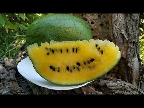 Видео: Арбуз 🍉 Утренний Колокол F1. Самый ВКУСНЫЙ арбуз.