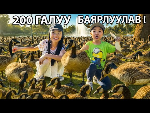 Видео: "200 ГАЛУУ" Баярлуулсан Өдөр! 😱🦆🛶🦢