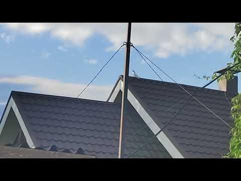 Видео: Ижевские голуби. Полёты 04.07.24