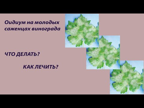 Видео: Белый налет на саженцах винограда. Что это? Чем лечить?