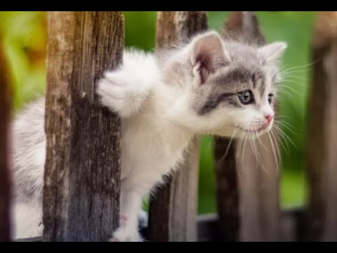 Видео: 😺 Нет преград для котов! 🐈 Видео смешных кошек и котят для хорошего настроения! 😻