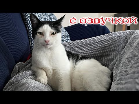 Видео: Приколы с котами! С ОЗВУЧКОЙ!  - Смешные коты и собаки! Самые смешные животные 2024!