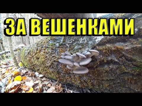 Видео: В ЛЕС ЗА ВЕШЕНКАМИ!