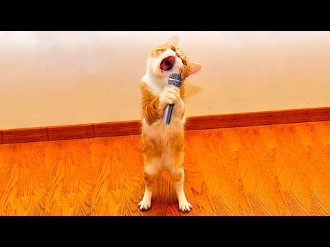 Видео: Я РЖАЛ ДО СЛЕЗ 😹 СМЕШНЫЕ КОШКИ И СОБАКИ | СМЕШНЫЕ ЖИВОТНЫЕ 2023 😹 ЛУЧШИЕ ПРИКОЛЫ #78