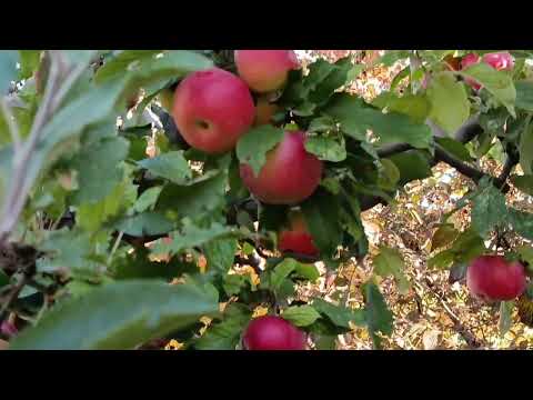 Видео: Хурма поспела)