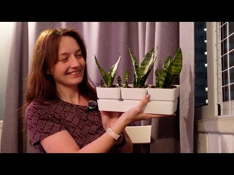 Видео: Цветочные будни с суккулентами. Пересадка сансы и флорариума. Посадка семян кактусов