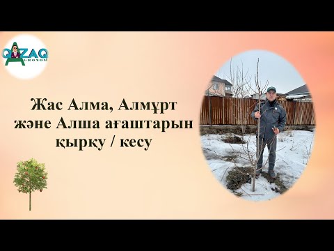 Видео: Алма, Алмұрт және Алша ағаштарын қырқу / кесу