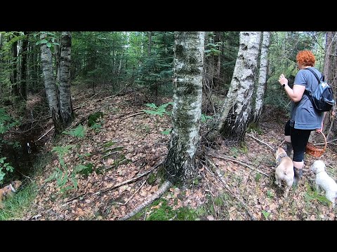 Видео: ДАР РЕЧИ ПОТЕРЯЛИ! ГРИБОВ ПОЛОН ЛЕС, НО БРАТЬ НЕЛЬЗЯ!