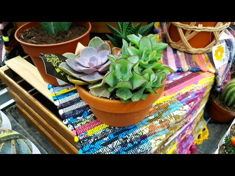 Видео: 🌿Новый Завоз Кактусов и Суккулентов в Бауцентре🌸🌵(Давно не было🥰)🌱